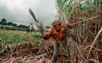 Khủng hoảng lương thực tại Cuba, ngành mía đường giảm sản lượng chưa từng thấy