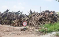 Hà Nội đấu giá lô gỗ từ cây xanh gãy đổ sau bão số 3