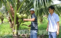 Phát triển giống dừa mới năng suất cao, đáp ứng nhu cầu xuất khẩu