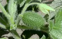 Dưa chuột "phun hạt" - phát hiện mới về sự kỳ diệu của thế giới thực vật