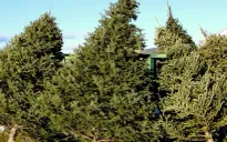 Cây thông Noel ở Mỹ tăng giá dịp cuối năm