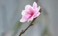 Người dân làng đào Nhật Tân tất bật tuốt lá chuẩn bị cho vụ Tết
