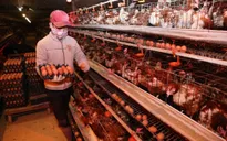 Việt Nam lần đầu bán tín chỉ gà đẻ không nhốt lồng