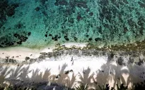 Australia cảnh báo du lịch đối với Fiji sau nhiều ca ngộ độc rượu