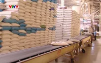 Giá trị xuất khẩu gạo đạt kỷ lục