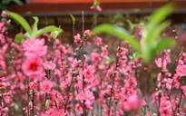 Chỉ thị của Ban Bí thư về việc tổ chức Tết Ất Tỵ năm 2025