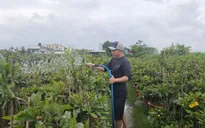 Bình Định: Thủ phủ trồng mai tất bật chuẩn bị vụ Tết Ất Tỵ