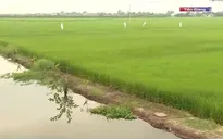 Nhiều diện tích lúa có nguy cơ bị ảnh hưởng hạn mặn