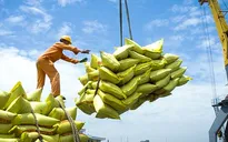 Thách thức xuất khẩu gạo năm 2025