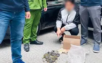 Khởi tố đối tượng bán 30 cá thể rùa quý hiếm