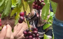 Giá cà phê, hồ tiêu tăng mạnh
