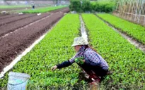 Hà Nội cung ứng khoảng 400.000 tấn rau dịp Tết