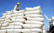 Doanh nghiệp chủ động trước biến động giá gạo