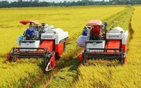Giá lúa, gạo đồng loạt giảm