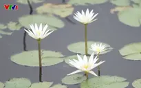 Khu bảo tồn đất ngập nước Láng Sen - vùng đất lành hoang sơ