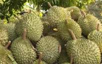 Thách thức với ngành sầu riêng