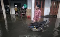Triều cường lên đỉnh vào 14 và 15/1, ảnh hưởng đến đời sống người dân Bến Tre