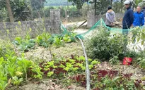 Một người tử vong, 2 người bị thương trong lúc dựng cây nêu dưới đường điện cao thế