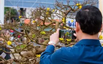 Hàng trăm gốc Hoàng mai Huế khoe sắc bên bờ sông Hương