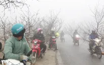 Nhộn nhịp chợ đào rừng Tết ở Tây Bắc