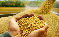 Đề xuất áp thuế suất 1% với khô dầu đậu tương làm thức ăn chăn nuôi
