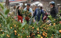 Thời tiết Tết Nguyên đán 2025: Miền Bắc mưa phùn, vùng núi có nơi dưới 3 độ C