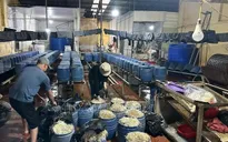 Khởi tố đối tượng sản xuất, kinh doanh 30 tấn giá đỗ có sử dụng chất cấm