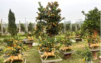 Đào, quất hút khách ngày Tết, giá không tăng nhiều