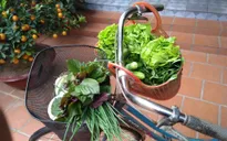 Đi chợ Tết không rác thải nhựa