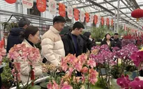 Nhộn nhịp chợ hoa Tết tại Trung Quốc