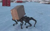 Thử nghiệm chó robot ở Nam Cực