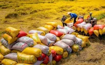 Kỳ vọng hoạt động xuất khẩu gạo khởi sắc hơn