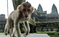 Campuchia cảnh báo du khách khi tới thăm đền Angkor Wat