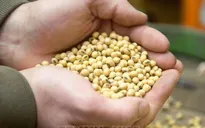Giá đậu tương ở mức cao nhất kể từ đầu tháng 10/2024