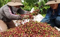 Cà phê mang về gần 800 triệu USD xuất khẩu trong tháng đầu năm