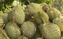 Gần 1.000 tấn sầu riêng xuất sang Trung Quốc hai ngày đầu năm