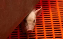 FDA Mỹ phê duyệt các nghiên cứu về cấy ghép nội tạng lợn cho bệnh nhân suy thận