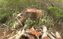 Hiện trường vụ phá rừng quy mô lớn trên biên giới Đắk Nông