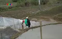Phòng chống rét đậm, rét hại cho cây trồng, vật nuôi