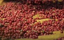 Giá cà phê chạm mức cao kỷ lục mới