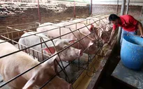 Giá lợn hơi tăng mạnh