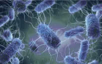 Ba bác sĩ nghi nhiễm E.Coli tại Hong Kong (Trung Quốc)