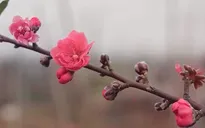 Nhà vườn hối hả "hồi sinh" đào chờ mùa Tết mới