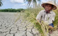 Thủ tướng yêu cầu chủ động ứng phó xâm nhập mặn ở ĐBSCL và TP Hồ Chí Minh