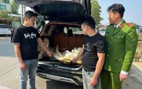 Bắt giữ 3 đối tượng vận chuyển, buôn bán ngà voi