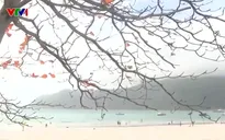 Vẻ đẹp Côn Đảo mùa bàng thay lá