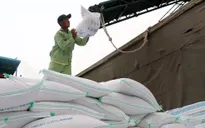 Tìm cách ứng phó với giá gạo xuất khẩu giảm