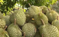 Sầu riêng trái vụ giảm giá mạnh