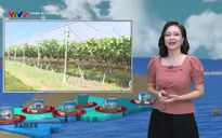 Trang địa phương: Số 7
