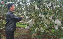 Hà Nội: Nông dân huyện Hoài Đức “cứu” hoa màu bởi thời tiết mưa phùn giá rét kéo dài